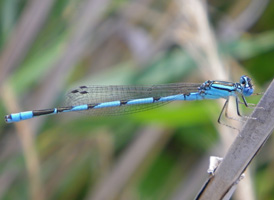 Big Bluet